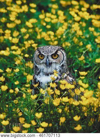 An Owl Is In The Mustered Field
