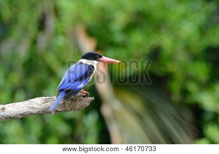 Black kapuce Kingfisher (halcyon kloboukatý)