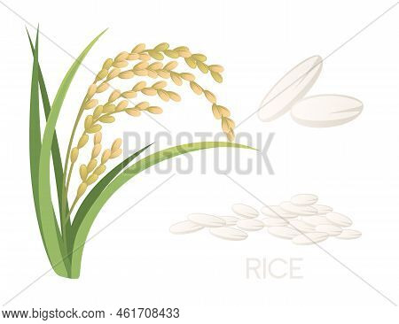 Asian Agriculture Rice Plant With Ears White Grain Vector Illustration Isolated On White Background