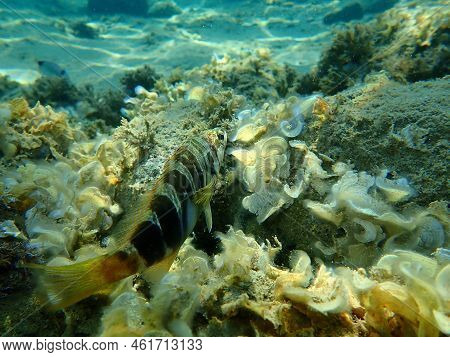 Painted Comber (serranus Scriba) Undersea, Aegean Sea, Greece, Halkidiki
