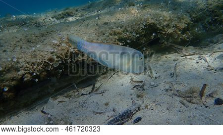 Pearly Razorfish Or Cleaver Wrasse (xyrichtys Novacula) Undersea, Aegean Sea, Greece, Halkidiki