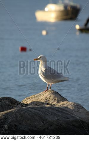 Glaucous Gull, Larus Hyperboreus, On Shore Along Arctic Ocean, Near Pond Inlet, Nunavut, Canada