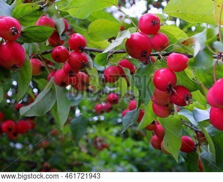 Small Apples (2 Cm) Of The Ranet Variety On An Apple Tree In The Garden.