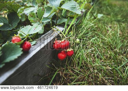 Remontant Strawberry Ripen In The Garden, Copy Space