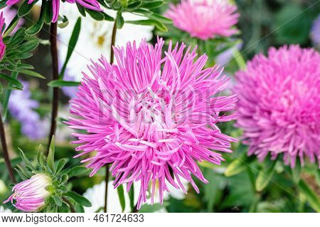 China Aster, Callistephus Chinensis Pink And White Flowers In The Garden