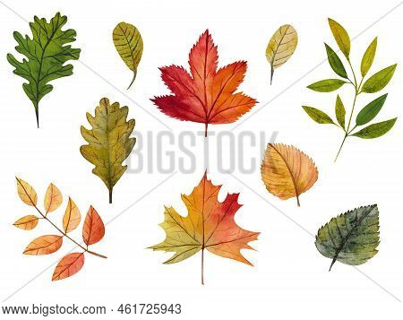 Watercolor Autumn Leaves In Yellow, Red, Green Colors. A Collection Of Individual Elements Without A