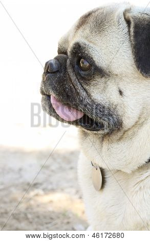Pug profili