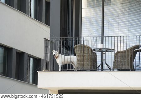 A Domestic Dog With Heterochromia In A Balcony Of Its Owner's City Apartment.