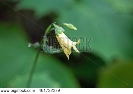 Flower Of A Yellow Wax Bell, Kirengeshoma Palmata
