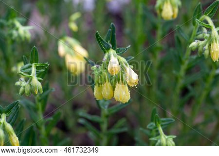 Flowers Of Onosma Stellulata, A Plant Species From The Mediterranean Region.