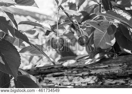 Photography On Theme Beautiful Fruit Branch Cherry Tree