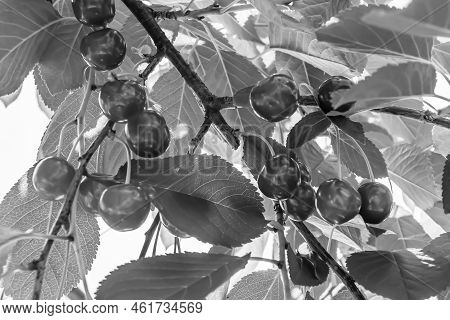 Photography On Theme Beautiful Fruit Branch Cherry Tree