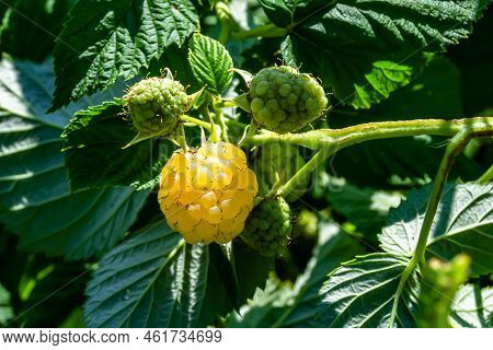 Photography On Theme Beautiful Berry Branch Raspberry Bush