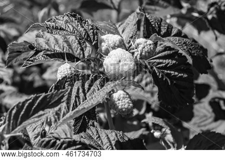 Photography On Theme Beautiful Berry Branch Raspberry Bush