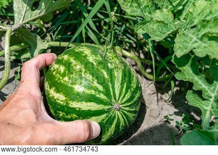 Photography On Theme Beautiful Small Fruit Watermelon