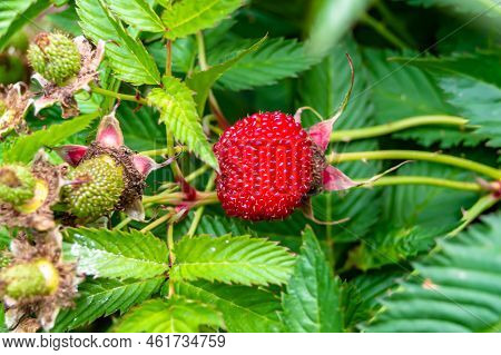 Beautiful Berry Branch Japanese Strawberry Bush