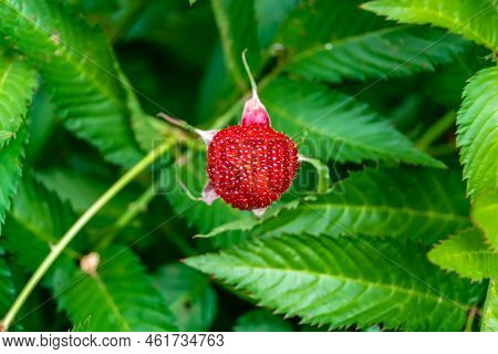 Beautiful Berry Branch Japanese Strawberry Bush