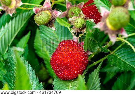 Beautiful Berry Branch Japanese Strawberry Bush