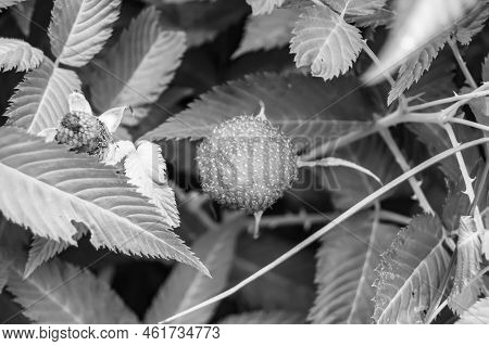 Beautiful Berry Branch Japanese Strawberry Bush