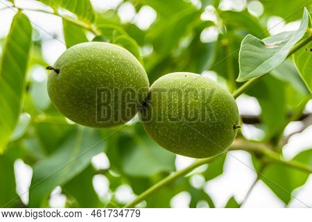 Photography On Theme Beautiful Nut Branch Walnut Tree