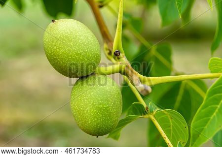 Photography On Theme Beautiful Nut Branch Walnut Tree