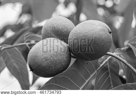 Photography On Theme Beautiful Nut Branch Walnut Tree
