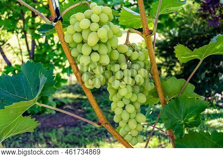 Photography On Theme Beautiful Berry Branch Grape Bush