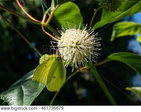 The Common Brimstone (gonepteryx Rhamni) On The Buttonbush, Button-willow Or Honey-bells (cephalanth