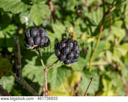Close-up Shot Of The European Dewberry (rubus Caesius) Growing In The Forest With Maturing, Ripe Fru