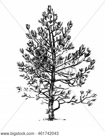 Outline Sketches Pine Tree From Nature. Freehand Drawing With Pencil And Liner