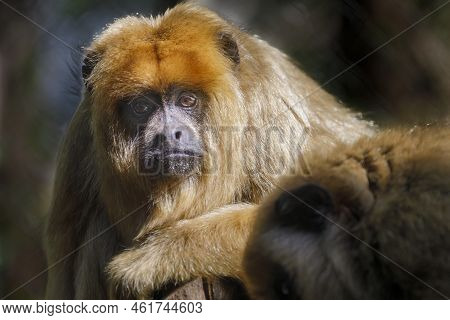 Monkey Sit Down Looking With Sad Eyes, Pantanal, Brazil