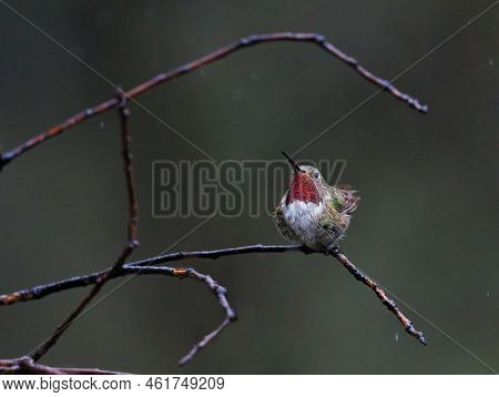 Broad Tailed Hummingbird Perched On A Tree In The Rain