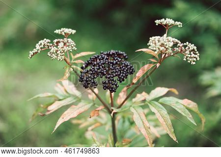 Clusters Fruit Black Elderberry In Garden. Sambucus . Common Names: Elder, Black Elder, European Eld