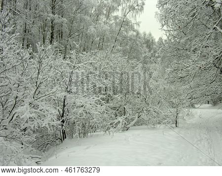 Snow-covered Trees After A Recent Snowfall. Teplostanovsky Forest Park, Moscow, Russia.