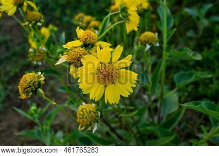 Close-up Of Golden Crownbeard Flower In The Garden