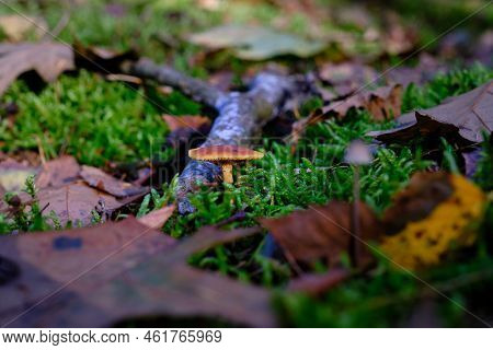 Close Up Of Pholiotina Velata Mushroom, Conocybe Appendiculata. Forest Floor With Fall Colors And Mo