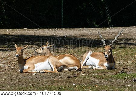 Indian Blackbuck, Antelope Cervicapra Or Indian Antelope. The Blackbuck Inhabits Grassy Plains And S