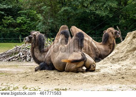 The Bactrian Camels, Camelus Bactrianus Is A Large, Even-toed Ungulate Native To The Steppes Of Cent