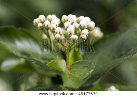 Inflorescence Chokeberry
