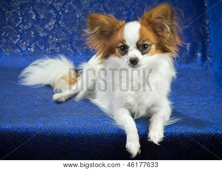 Cane Papillon giovani