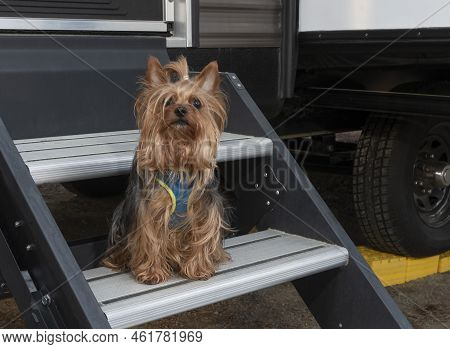 Yorkshire Terrier Waiting On The Rv Steps During A Campout