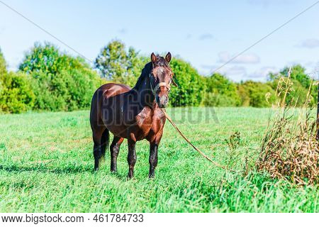 Brown Workhorse Standing In A Farmfield On A Summer Day.in A Background Outdoors Nature Trees.