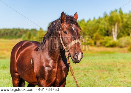 Brown Workhorse Standing In A Farmfield On A Summer Day.in A Background Outdoors Nature Trees.