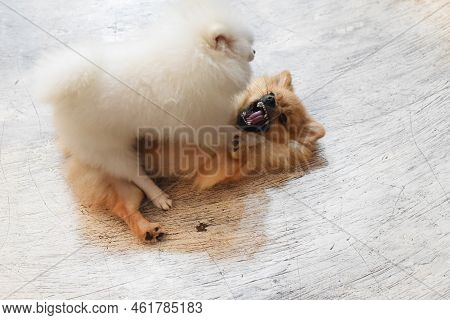 Fighting Pomeranian Dogs Or Dwarf Spitz On The Floor