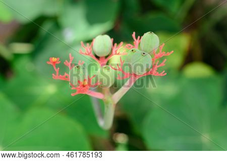 Jatropha Podagrica (also Called Jarak Bali, Jarak Batang Gajah, Gout Plant, Gout Stalk) Flower
