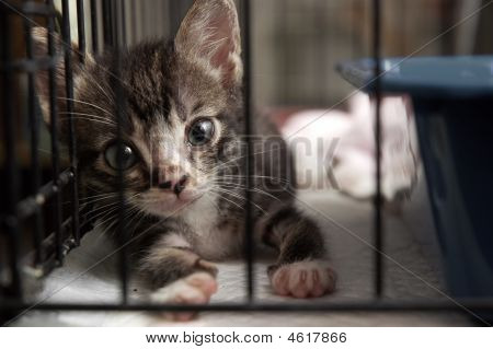 Cute Kitty