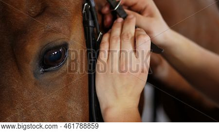 Close-up, Womens Hands Put On A Bridle, Tighten Leather Straps On The Muzzle Of A Thoroughbred, Beau