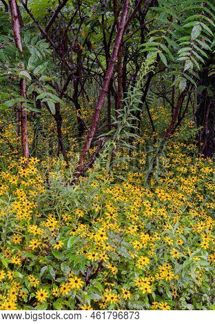 The Red Stems Of Wild Sumac Contrast Nicely With The Yellow Flowers Of The Blabks-eyed Suasan And Th