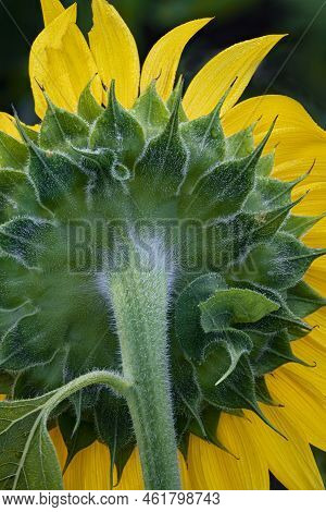 The Backside Of A Sunflower Blossom Is Highlighted, Desplaines River State Fish & Wildlife Area, Wil