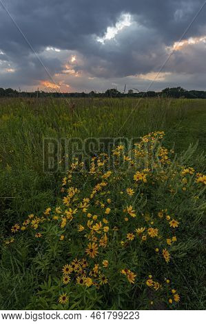 Sunflowers Bloom In Late Summer On The Prairie At Sunset, Kankakee Sands Forest Preserve, Will Count
